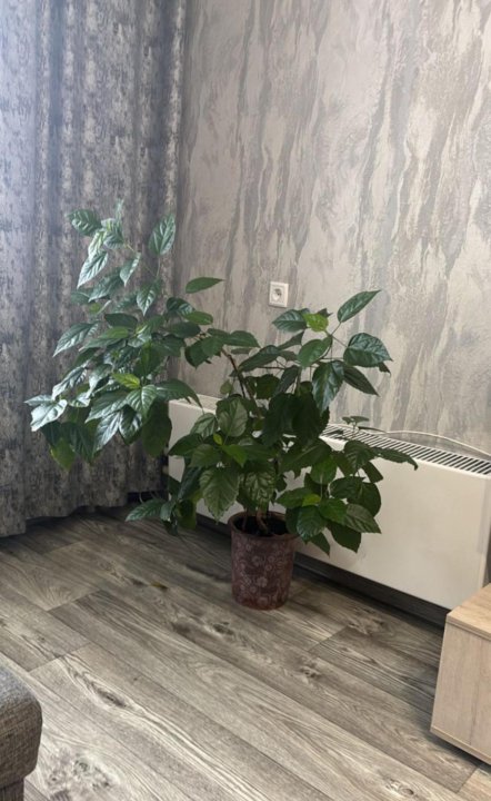 Дмитрия Шмонина - 4 №5